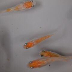 予約済　メダカ　紅白幹之　卵　２５０個位　卵トリーナー付き