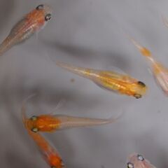 予約済　メダカ　紅白幹之　卵　２５０個位　卵トリーナー付きの画像