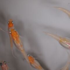 予約済　メダカ　紅白幹之　卵　２５０個位　卵トリーナー付きの画像