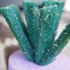 予約済　メダカ　紅白幹之　卵　２５０個位　卵トリーナー付きの画像