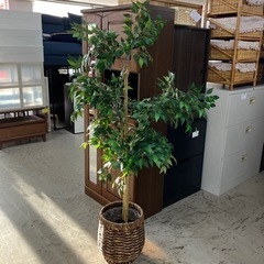 A2406-813 フェイクグリーン 高さ約172cm