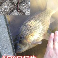 福岡限定　ドバミミズ　300匹　ミミズ　生き餌　ウナギ釣り　爬虫...