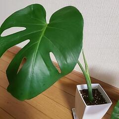 観葉植物セットの画像