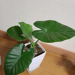 観葉植物セットの画像