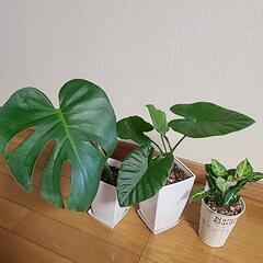 観葉植物セットの画像