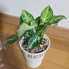観葉植物セットの画像