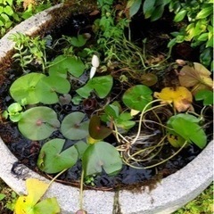 花崗岩をくり抜いた手水鉢63×32 つくばい 睡蓮鉢 すいれん鉢...