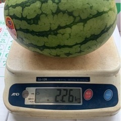 美味しいスイカ2キロ