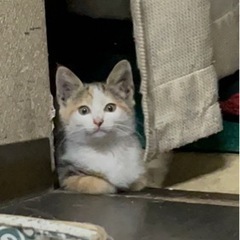 生後2〜3ヶ月位の縞ミケ又はキジミケちゃん