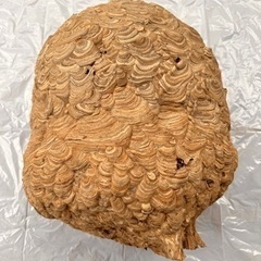 スズメバチの巣