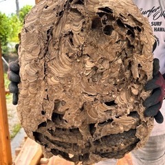 スズメバチの巣の画像