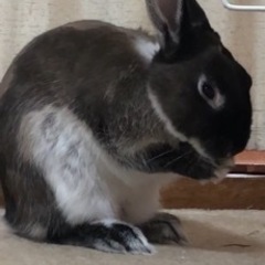 ミニウサギ♂