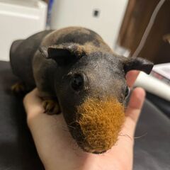 モルモット　ミミちゃん
