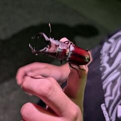 ノコギリクワガタ