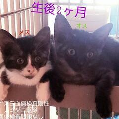生後2ヶ月子猫ちゃんの幸せ💞探し、急募‼️