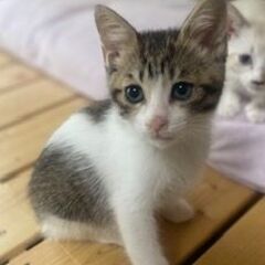 人間大好き！サバ白の女の子　さくらちゃん♡　健康状態良好です。