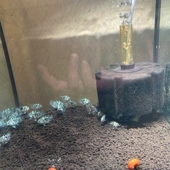 ブルータイガーパロット(熱帯魚)の画像