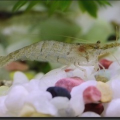 ミナミヌマエビ　18匹の画像