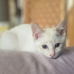 珍しい！人気のシャム系白ねこちゃん　男の子のはなちゃん♡　健康状...