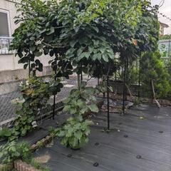 決まりました　庭木　色々　ブロックなど　持っていける方