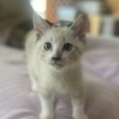 珍しい！人気のシャム系白ねこちゃん　男の子のももちゃん♡　健康状...