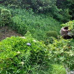 草、木が伸び切ってしまう前にお手入れを！