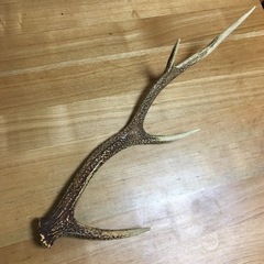 鹿の角　　　　 