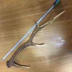 鹿の角　　　　 の画像