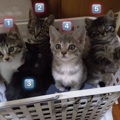 ⭐️美子猫５匹【決定済み】