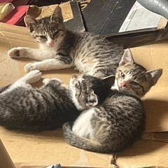 子猫の里親募集