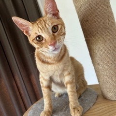 【写真更新】やんちゃな甘えん坊の茶トラくん