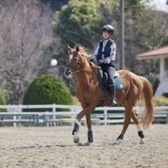 乗馬一緒にチャレンジしませんか？
