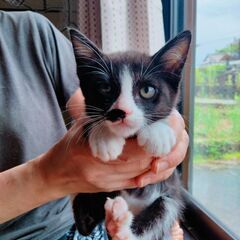 黒ベースのハチワレの男の子　