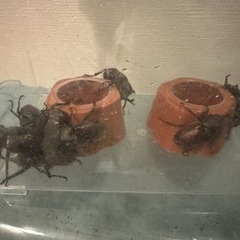 カブトムシ