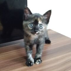 生後1ヶ月半　ケロちゃん里親募集