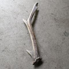 鹿の角の画像