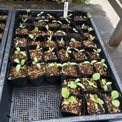 野菜の苗 (1本30円)(※ﾅｽ、ﾋﾟｰﾏﾝ、ｷｭｳﾘ、ﾏｸﾜｳﾘ、ｼｼﾄｳ、ｵｸﾗ、ﾄｳﾓﾛｺｼ、ｺﾞｰﾔ、ﾂﾙｱﾘｲﾝｹﾞﾝ)を買ってください。の画像