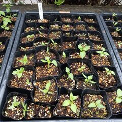 野菜の苗 (1本30円)(※ﾅｽ、ﾋﾟｰﾏﾝ、ｷｭｳﾘ、ﾏｸﾜｳﾘ、ｼｼﾄｳ、ｵｸﾗ、ﾄｳﾓﾛｺｼ、ｺﾞｰﾔ、ﾂﾙｱﾘｲﾝｹﾞﾝ)を買ってください。の画像