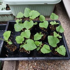 野菜の苗 (1本30円)(※ﾅｽ、ﾋﾟｰﾏﾝ、ｷｭｳﾘ、ﾏｸﾜｳﾘ、ｼｼﾄｳ、ｵｸﾗ、ﾄｳﾓﾛｺｼ、ｺﾞｰﾔ、ﾂﾙｱﾘｲﾝｹﾞﾝ)を買ってください。の画像