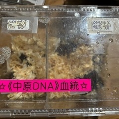 バラ売り場可。中原DNA血統オオクワガタ幼虫5匹　