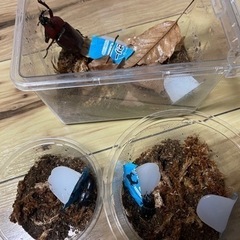 (訳あり)天然カブトムシ♂  コクワガタペア