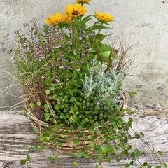 寄せ植え　無人販売　花　苗　ガーデニング　フラワー　アレンジ