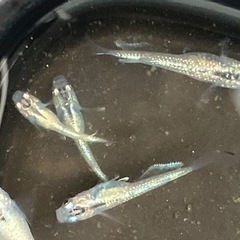 ③ラメメダカ（サファイア系の白）5匹の画像