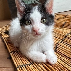 【正式譲渡】マザコン ハマ君（仮名）