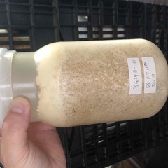 オオクワガタ 幼虫② 1頭単位 3齢 菌糸ビン投入済 能勢YG ...