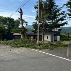 落ち葉拾い日払い即払い！の画像