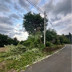 落ち葉拾い日払い即払い！