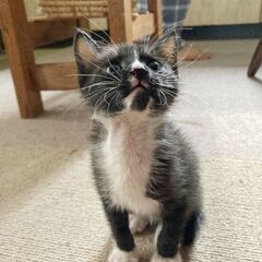 保護しました🖤離乳終わり、すくすく − 奈良県