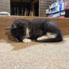 保護しました🖤離乳終わり、すくすく - 猫