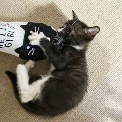 保護しました🖤離乳終わり、すくすく - 里親募集
